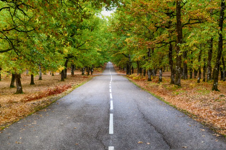 İki yanı sonbahar ağaçlarıyla kaplı, ortası kesik beyaz çizgili iki yönlü yol